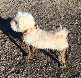 Illustration de l'article : 18 photos de chiens dont le terrain de jeu préféré est la boue