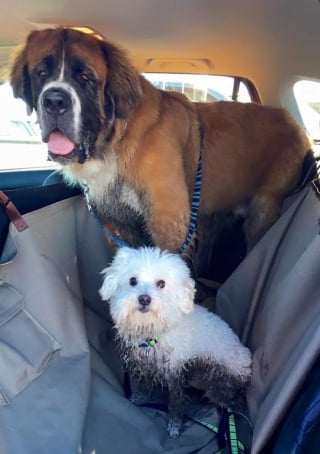 Illustration de l'article : 18 photos de chiens dont le terrain de jeu préféré est la boue