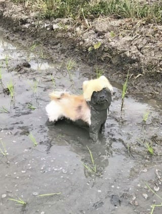 Illustration de l'article : 18 photos de chiens dont le terrain de jeu préféré est la boue