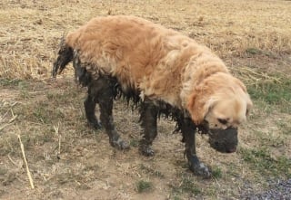 Illustration de l'article : 18 photos de chiens dont le terrain de jeu préféré est la boue