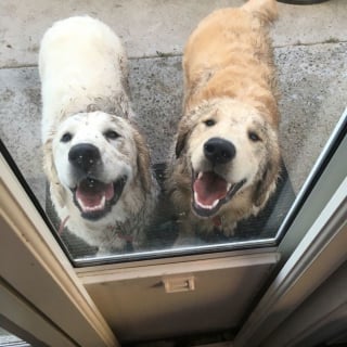Illustration de l'article : 18 photos de chiens dont le terrain de jeu préféré est la boue