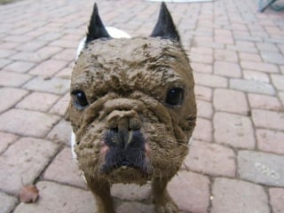 Illustration de l'article : 18 photos de chiens dont le terrain de jeu préféré est la boue