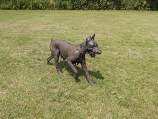 Illustration de l'article : 18 photos de chiens dont le terrain de jeu préféré est la boue