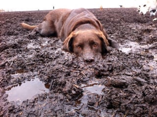 Illustration de l'article : 18 photos de chiens dont le terrain de jeu préféré est la boue