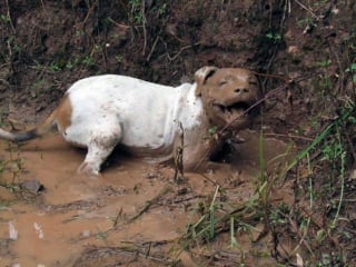 Illustration de l'article : 18 photos de chiens dont le terrain de jeu préféré est la boue