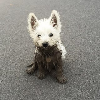 Illustration de l'article : 18 photos de chiens dont le terrain de jeu préféré est la boue