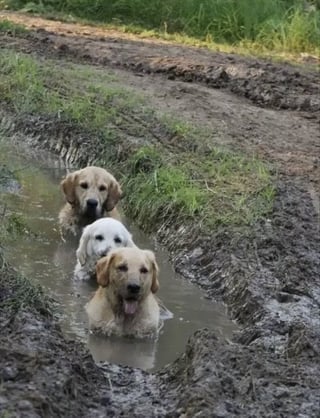 Illustration de l'article : 18 photos de chiens dont le terrain de jeu préféré est la boue