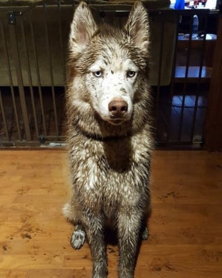 Illustration de l'article : 18 photos de chiens dont le terrain de jeu préféré est la boue