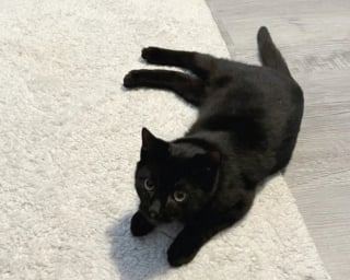 Illustration de l'article : Il mendiait un peu de nourriture dans les rues, mais ce chat errant est revenu avec un ami à sauver