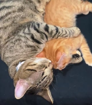 Illustration de l'article : Contre toute attente, ce papa chat n’a pas hésité à prendre soin de ses petits quand leur maman est tombée gravement malade (vidéo)
