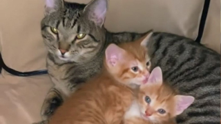 Illustration de l'article : Contre toute attente, ce papa chat n’a pas hésité à prendre soin de ses petits quand leur maman est tombée gravement malade (vidéo)
