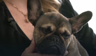 Illustration de l'article : Disparue pendant plus d’une semaine, cette adorable chienne est retrouvée par un enfant de 10 ans