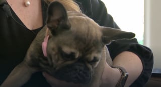 Illustration de l'article : Disparue pendant plus d’une semaine, cette adorable chienne est retrouvée par un enfant de 10 ans