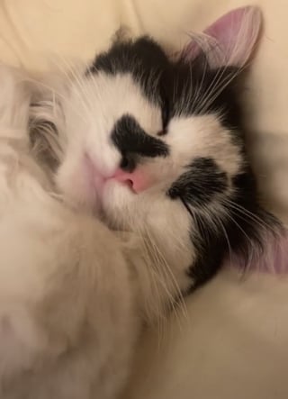 Illustration de l'article : Une femme découvre un chat endormi dans son lit, sans savoir qu’il va l’aider à surmonter les 2 épreuves de deuil qu'elle doit traverser (vidéo)