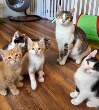 Illustration de l'article : Séparée de ses chatons pendant plusieurs jours, une chatte errante retrouve le bonheur grâce aux bénévoles qui les ont réunis (vidéo)