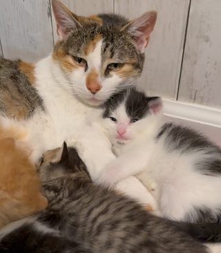 Illustration de l'article : Séparée de ses chatons pendant plusieurs jours, une chatte errante retrouve le bonheur grâce aux bénévoles qui les ont réunis (vidéo)