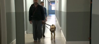 Illustration de l'article : Un couple en plein préparatifs de mariage loin de chez lui décide de tout interrompre pour tenter de retrouver son chien perdu