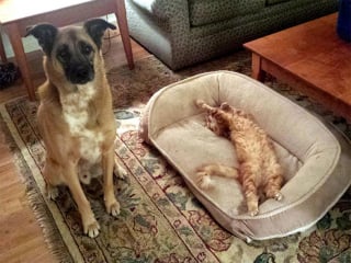 Illustration de l'article : 15 photos de chats ayant décidé de prendre le pouvoir au grand dam de leurs amis chiens