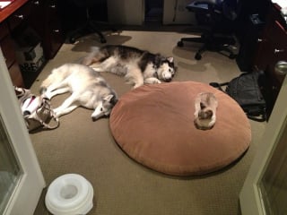 Illustration de l'article : 15 photos de chats ayant décidé de prendre le pouvoir au grand dam de leurs amis chiens