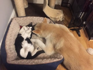 Illustration de l'article : 15 photos de chats ayant décidé de prendre le pouvoir au grand dam de leurs amis chiens
