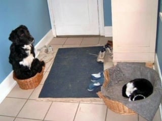 Illustration de l'article : 15 photos de chats ayant décidé de prendre le pouvoir au grand dam de leurs amis chiens