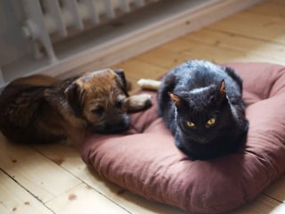 Illustration de l'article : 15 photos de chats ayant décidé de prendre le pouvoir au grand dam de leurs amis chiens