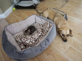 Illustration de l'article : 15 photos de chats ayant décidé de prendre le pouvoir au grand dam de leurs amis chiens