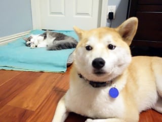 Illustration de l'article : 15 photos de chats ayant décidé de prendre le pouvoir au grand dam de leurs amis chiens