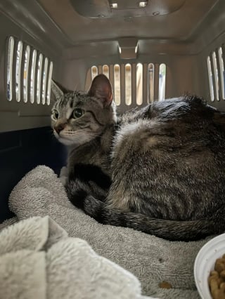 Illustration de l'article : La tristesse de cette chatte abandonnée dans un bar à chats s'efface grâce aux efforts conjoints du personnel et d'une association
