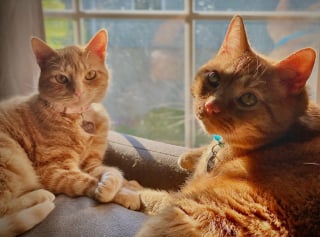 Illustration de l'article : En découvrant son nouveau petit frère derrière la porte, cette chatte rousse lui tend son jouet préféré (vidéo)