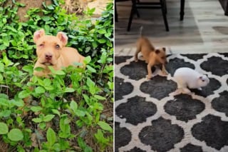 Illustration de l'article : Jeté dans un fossé, ce chiot borgne trouve enfin sa place dans une famille aimante (vidéo)