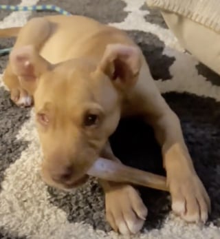 Illustration de l'article : Jeté dans un fossé, ce chiot borgne trouve enfin sa place dans une famille aimante (vidéo)