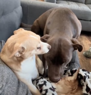 Illustration de l'article : Pour aider ses chiens à faire le deuil de leur sœur à 4 pattes, une femme les laisse lui dire un dernier au revoir émouvant