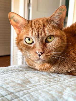 Illustration de l'article : Après 12 longues années de souffrance en laboratoire, cette adorable chatte découvre enfin le bonheur de la vraie vie