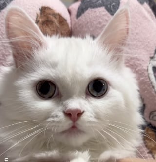Illustration de l'article : Ce chaton reste figé en découvreant qu’il est le sosie d’un personnage d’un célèbre film Disney (vidéo)