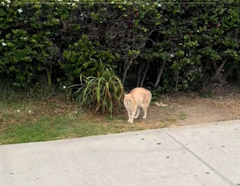 Illustration de l'article : Cet adorable Damaltien ne peut s&rsquo;emp&ecirc;cher de saluer un ami &eacute;tonnant &agrave; chaque promenade (vid&eacute;o)