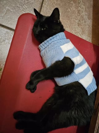 Illustration de l'article : Intrigués par les pulls qu'il porte en rentrant à la maison, les propriétaires d'un chat le suspectent d'avoir une 2e famille et aimeraient la connaître