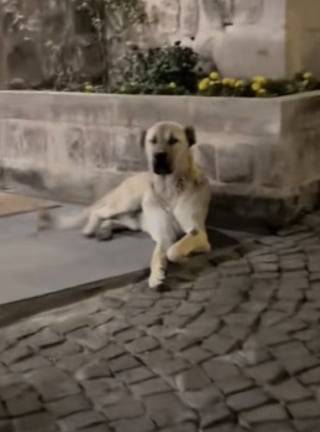 Illustration de l'article : Un couple noue une relation profonde avec un chien errant rencontré en vacances et lui offre une vie meilleure (vidéo)