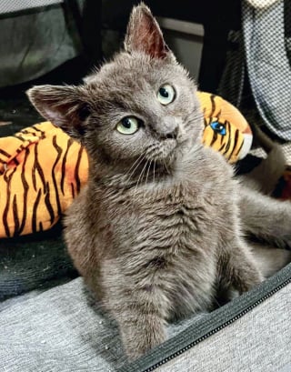 Illustration de l'article : Un chaton errant qui avait peur de l'humain découvre le confort de la vie en intérieur et le plaisir d'être caressé