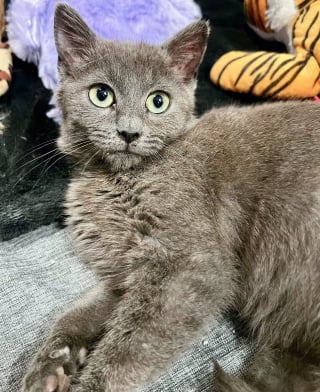 Illustration de l'article : Un chaton errant qui avait peur de l'humain découvre le confort de la vie en intérieur et le plaisir d'être caressé