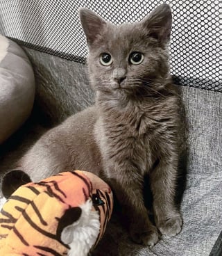 Illustration de l'article : Un chaton errant qui avait peur de l'humain découvre le confort de la vie en intérieur et le plaisir d'être caressé