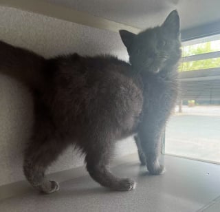 Illustration de l'article : Un chaton errant qui avait peur de l'humain découvre le confort de la vie en intérieur et le plaisir d'être caressé