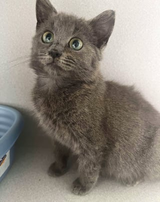Illustration de l'article : Un chaton errant qui avait peur de l'humain découvre le confort de la vie en intérieur et le plaisir d'être caressé