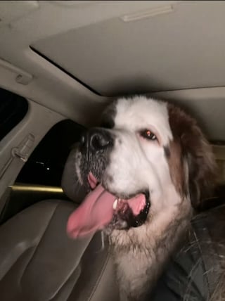 Illustration de l'article : Une femme effrayée par un grand chien trouvé seul en pleine nuit surmonte sa peur pour le sauver (vidéo)