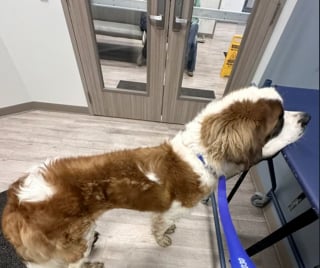 Illustration de l'article : Une femme effrayée par un grand chien trouvé seul en pleine nuit surmonte sa peur pour le sauver (vidéo)