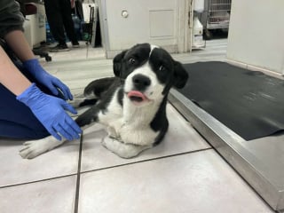 Illustration de l'article : Couchée sur un tas de détritus, une chienne qui gémissait de douleur laisse place à la joie après son sauvetage