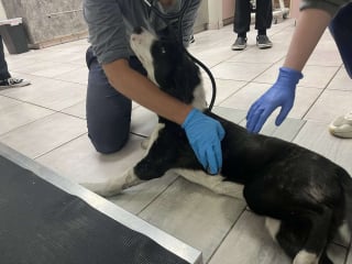Illustration de l'article : Couchée sur un tas de détritus, une chienne qui gémissait de douleur laisse place à la joie après son sauvetage