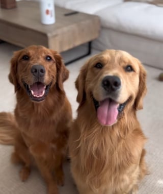 Illustration de l'article : Inquiet pour sa sœur qui s’agite dans son sommeil, ce Golden Retriever lui montre qu’elle peut compter sur lui (vidéo) 