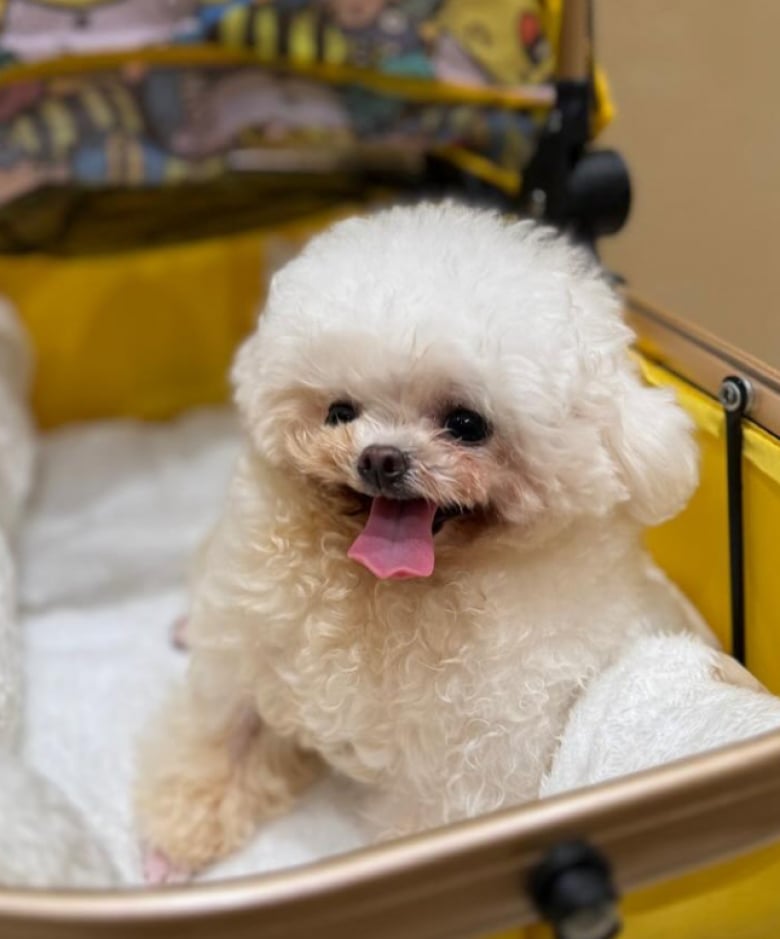 Illustration de l'article : Un Bichon rescapé que des éleveurs voulaient transformer en peluche parfaite fait preuve de résilience face à son handicap