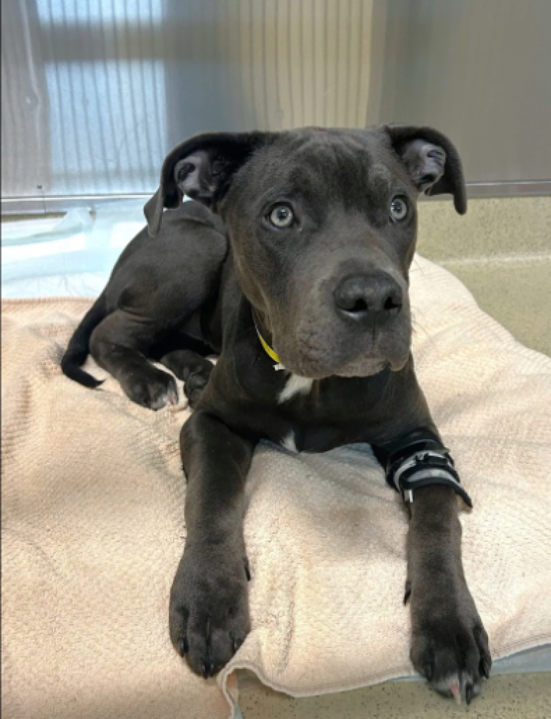 Illustration de l'article : En donnant son sang, ce Labrador héroïque sauve la vie d’un chien empoisonné